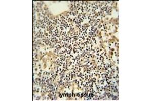 TMUB1 antibody (Center) (ABIN652109 and ABIN2840552) immunohistochemistry analysis in formalin fixed and paraffin embedded human lymph tissue followed by peroxidase conjugation of the secondary antibody and DAB staining. (TMUB1 antibody  (AA 112-141))