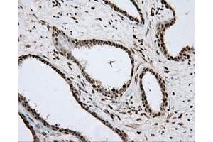Immunohistochemical staining of paraffin-embedded Kidney tissue using anti-APP mouse monoclonal antibody. (APP antibody)