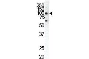 Western Blotting (WB) image for anti-Ephrin Type A Receptor 1 (EPHA1) (AA 913-943) antibody (ABIN3030831)