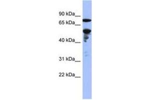 Image no. 1 for anti-Zinc Finger Protein 549 (ZNF549) (C-Term) antibody (ABIN6742926) (ZNF549 antibody  (C-Term))