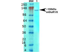 Western Blot analysis of Rat brain membrane lysate showing detection of mGluR5 Glutamate Receptor protein using Mouse Anti-mGluR5 Glutamate Receptor Monoclonal Antibody, Clone S75-33 . (Metabotropic Glutamate Receptor 5 antibody  (AA 824-1203) (Atto 390))