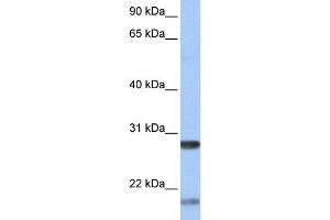 WB Suggested Anti-BDNF Antibody Titration:  0. (BDNF antibody  (Middle Region))