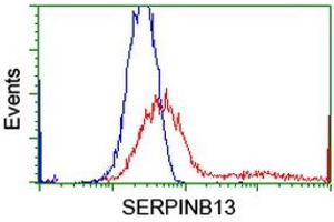 HEK293T cells transfected with either RC211032 overexpress plasmid (Red) or empty vector control plasmid (Blue) were immunostained by anti-SERPINB13 antibody (ABIN2455117), and then analyzed by flow cytometry. (SERPINB13 antibody)