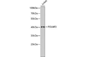 Western blot analysis of extracts of Jurkat cells, using POU4F3 antibody  at 1:1000 dilution.
