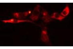 ABIN6276381 staining  Hela cells by IF/ICC. (PEBP1 antibody  (C-Term))