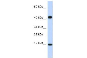 CCL8 antibody (70R-10499) used at 1 ug/ml to detect target protein. (CCL8 antibody  (Middle Region))