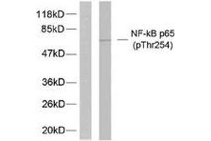 Western blot analysis of extracts from 293 cells treated with TNF-alpha, using NF-kappaB p65 (Phospho-Thr254) Antibody.