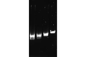 Polymerase Chain Reaction (PCR) image for Taq SSB (Active) protein (ABIN2452212)