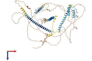 AlphaFold protein structure predicition of Mouse Recombinant Ccdc15 Protein, UniprotID Q8C9M2