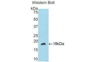 Western Blotting (WB) image for anti-Slit Homolog 3 (SLIT3) (AA 1405-1512) antibody (ABIN1176107) (SLIT3 antibody  (AA 1405-1512))