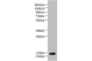Western blot All lanes: BATF antibody at 6 μg/mL + NIH/3T3 whole cell lysate Secondary Goat polyclonal to rabbit IgG at 1/10000 dilution Predicted band size: 15 kDa Observed band size: 15 kDa (BATF antibody  (AA 1-125))
