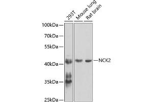 Western blot analysis of extracts of various cell lines, using NCK2 antibody (ABIN6128332, ABIN6144407, ABIN6144408 and ABIN6223694) at 1:1000 dilution. (NCK2 antibody  (AA 1-380))
