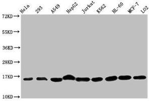 Western Blot Positive WB detected in: Hela whole cell lysate, 293 whole cell lysate, A549 whole cell lysate, HepG2 whole cell lysate, Jurkat whole cell lysate, K562 whole cell lysate, HL60 whole cell lysate, MCF-7 whole cell lysate, LO2 whole cell lysate All lanes: HIST1H3A antibody at 1:500 Secondary Goat polyclonal to rabbit IgG at 1/40000 dilution Predicted band size: 16 kDa Observed band size: 16 kDa (HIST1H3A antibody  (meLys36))