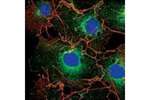 Confocal immunofluorescence analysis of COS cells using LPP mouse mAb (green). (LPP antibody)
