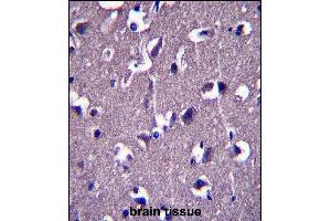 GRID1 Antibody (C-term) (ABIN657574 and ABIN2846579) immunohistochemistry analysis in formalin fixed and paraffin embedded human brain tissue followed by peroxidase conjugation of the secondary antibody and DAB staining.