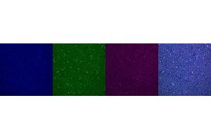 Immunohistochemistry (IHC) image for anti-Parvalbumin (PVALB) antibody (ABIN7456156) (PVALB antibody)
