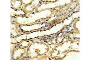 TRAP antibody IHC analysis in formalin fixed and paraffin embedded human kidney tissue (CD40 Ligand antibody  (AA 33-62))