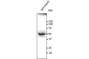 Anti-Rab35 Ab at 1/500 dilution, 293HEK transfected With GFP-Rab35, lysates at 100 gg per Iane, rabbit polyclonal to goat lgG (HRP) at 1/10,000 dilution, (RAB35 antibody  (C-Term))