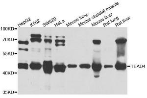 Western blot analysis of extracts of various cell lines, using TEAD4 antibody. (TEAD4 antibody  (AA 110-250))