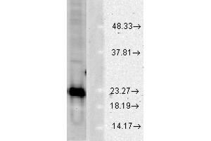 Western blot analysis of Human Cell line lysates showing detection of SOD1 protein using Rabbit Anti-SOD1 Polyclonal Antibody . (SOD1 antibody  (Atto 594))