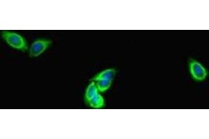 Immunofluorescent analysis of HepG2 cells using ABIN7150861 at dilution of 1:100 and Alexa Fluor 488-congugated AffiniPure Goat Anti-Rabbit IgG(H+L) (DNAH1 antibody  (AA 2225-2407))