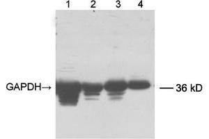 Lane 1: 20 µg fish muscle tissue lysateLane 2: 12 µg chicken muscle tissue lysateLane 3: 20 µg mouse brain tissue lysateLane 4: 32 µg HEK-293 cell lysate Primary antibody: 0. (GAPDH antibody  (Biotin))