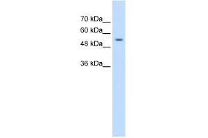 WB Suggested Anti-ZNF498 Antibody Titration:  1. (Zinc Finger and SCAN Domain Containing 25 (ZSCAN25) (Middle Region) antibody)