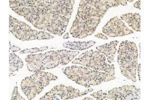 ABIN6260153 and ABIN6268872 at 1/100 staining Rat pancreatic tissue by IHC-P.