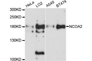Western blot analysis of extracts of various cell lines, using NCOA2 antibody. (NCOA2 antibody)