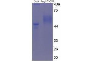 Image no. 1 for Angiotensin 1-7 peptide (Ovalbumin) (ABIN5666078) (Angiotensin 1-7 peptide (Ovalbumin))