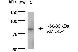 Western Blot analysis of Rat Brain Membrane showing detection of 60-80 kDa AMIGO-1 protein using Mouse Anti-AMIGO-1 Monoclonal Antibody, Clone S86-36 .