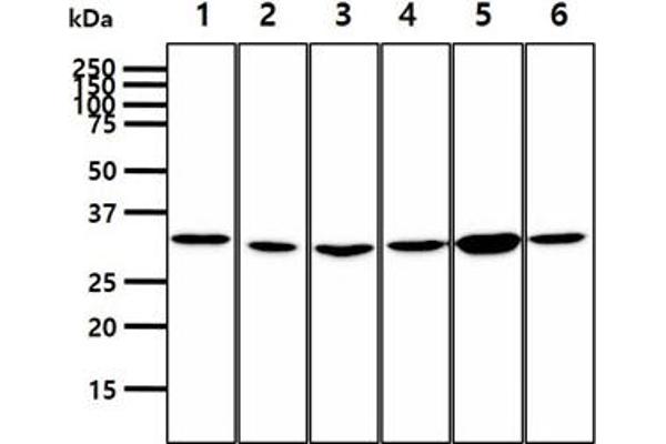 PPCS antibody  (AA 1-311)