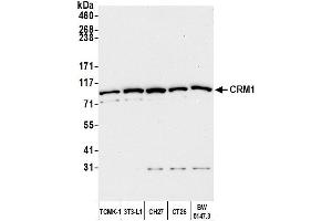 Western Blotting (WB) image for anti-Exportin 1 (XPO1) (C-Term) antibody (ABIN7453427)