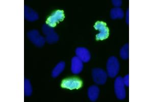 Immunofluorescence (IF) image for anti-Histone H3 (H3) (pSer10) antibody (ABIN7449558) (Histone 3 antibody  (pSer10))