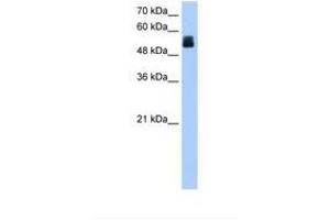 Image no. 1 for anti-Cysteine-Rich Secretory Protein LCCL Domain Containing 2 (CRISPLD2) (N-Term) antibody (ABIN6738655) (CRISPLD2 antibody  (N-Term))