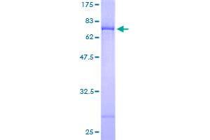 DOC2A Protein (AA 1-400) (GST tag)