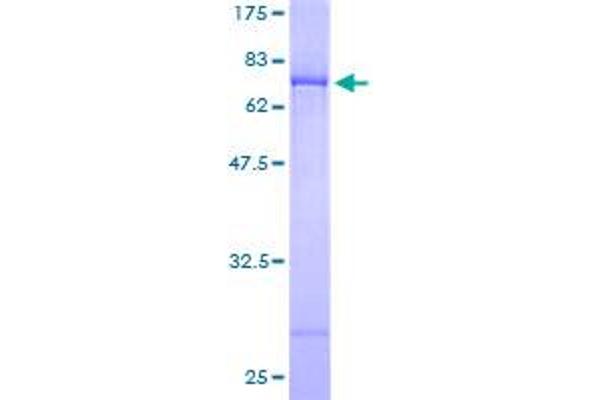 DOC2A Protein (AA 1-400) (GST tag)
