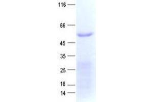 Validation with Western Blot (ZNF480 Protein (His tag))