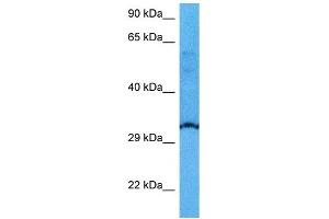 Host:  Mouse  Target Name:  USF1  Sample Tissue:  Mouse Heart  Antibody Dilution:  1ug/ml (USF1 antibody  (N-Term))
