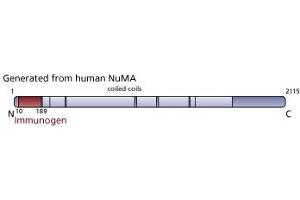 Image no. 3 for anti-Nuclear Mitotic Apparatus Protein 1 (NUMA1) (AA 10-189) antibody (ABIN968039) (NUMA1 antibody  (AA 10-189))