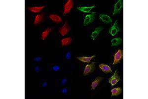 ABIN6259473 and ABIN6275568 staining Hela cells by IF/ICC. (SH3RF3 antibody  (C-Term))