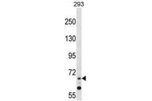 ZNF214 Antibody (N-term) western blot analysis in 293 cell line lysates (35 µg/lane).