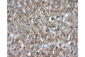 Immunohistochemical staining of paraffin-embedded liver tissue using anti-NIT2 mouse monoclonal antibody.