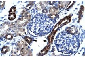 Immunohistochemical staining (Formalin-fixed paraffin-embedded sections) of human kidney with SFRS17A polyclonal antibody  at 4-8 ug/mL working concentration. (SFRS17A antibody  (N-Term))