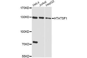 Western blot analysis of extracts of various cell lines, using HTATSF1 antibody. (HTATSF1 antibody)