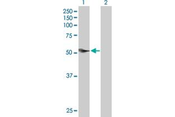 CAP1 antibody  (AA 1-475)