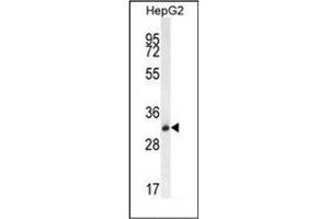 Western blot analysis of OR4K5 Antibody (C-term) in HepG2 cell line lysates (35ug/lane).