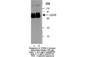 Image no. 1 for anti-CD36 (CD36) (AA 300-400) antibody (ABIN363470) (CD36 antibody  (AA 300-400))
