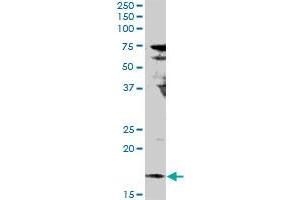 IL17F MaxPab rabbit polyclonal antibody. (IL17F antibody  (AA 1-163))