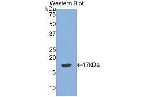 Western Blotting (WB) image for anti-Sema Domain, Immunoglobulin Domain (Ig), Short Basic Domain, Secreted, (Semaphorin) 3F (SEMA3F) (AA 350-483) antibody (ABIN1860521)